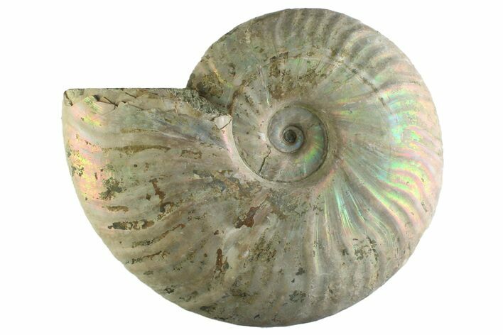 Silver Iridescent Ammonite (Cleoniceras) Fossil - Madagascar #345607